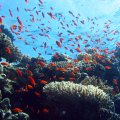 Zaroni u Egiptu, ronilački klub TIMScuba Diving, Novi Sad