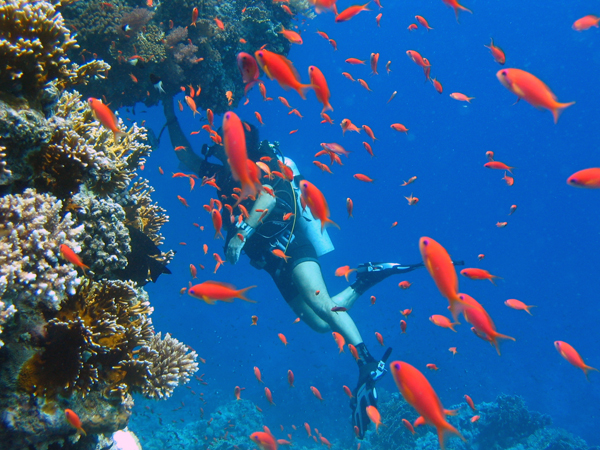 Zaroni u Egiptu, ronilački klub TIMScuba Diving, Novi Sad