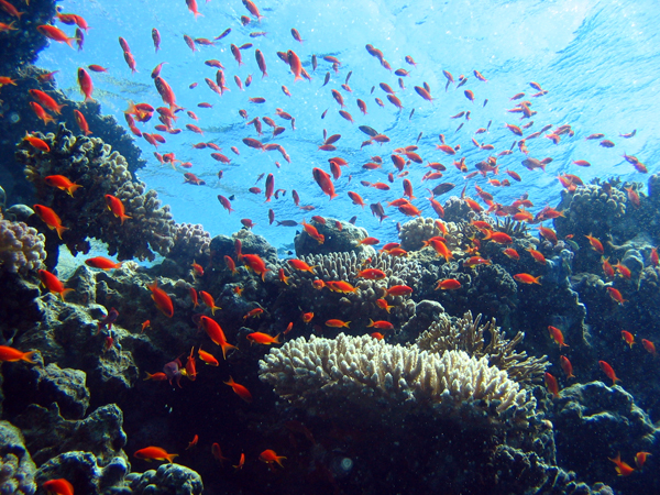 Zaroni u Egiptu, ronilački klub TIMScuba Diving, Novi Sad