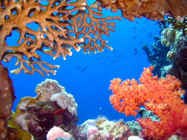 Zaroni u Egiptu, ronilački klub TIMScuba Diving, Novi Sad